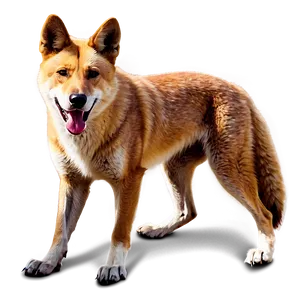 Realistic Dingo Art Png Ixi PNG Image