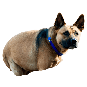 Realistic Dog Face Drawing PNG ycf4 PNG