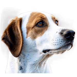 Realistic Dog Head PNG 97 PNG