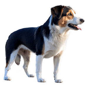 Realistic Dogs PNG 05242024 PNG image with transparent background