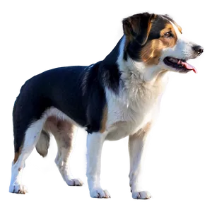 Realistic Dogs Png 05242024 PNG Image