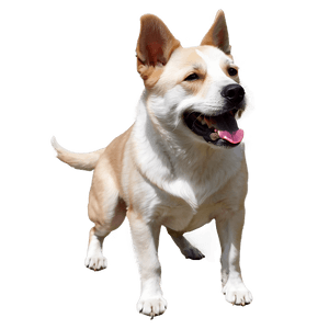 Realistic Dogs PNG 76 PNG image with transparent background