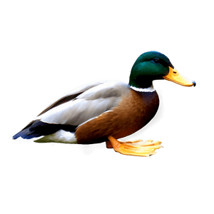 Realistic Duck PNG 05032024 PNG image with transparent background