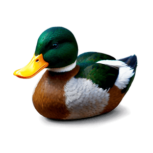 Realistic Duck PNG aep22 PNG image with transparent background