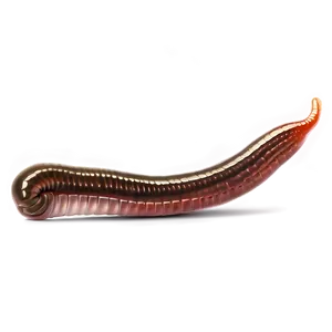 Realistic Earthworm Graphic Png 70 PNG Image