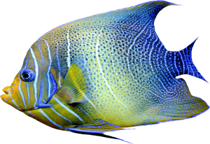 Realistic Fish Blue And Yellow Png Clipart - Fish Png, Transparent Png PNG image with transparent background