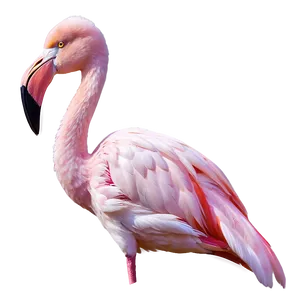 Realistic Flamingo Illustration Png Fif2 PNG Image