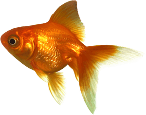 Realistic Goldfish Png Clipart - Goldfish Clipart, Transparent Png PNG image with transparent background