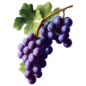 Realistic Grape Art Png 21 PNG Image