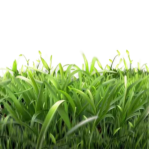 Realistic Green Grass Png 06262024 PNG Image