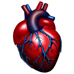 Realistic Heart Artwork PNG tok93 PNG