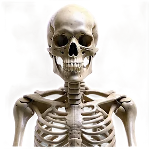 Realistic Human Skeleton Graphic Png 06262024 PNG Image