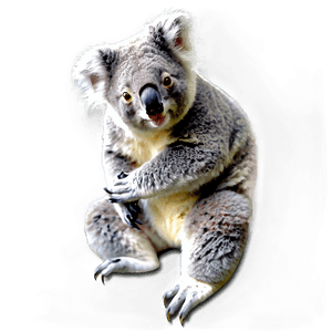 Realistic Koala PNG xfk PNG image with transparent background