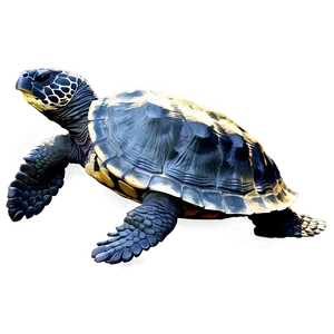 Realistic Leatherback Turtle Illustration Png 20 PNG Image