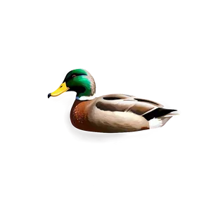 Realistic Mallard Duck Png Gfr PNG Image