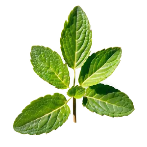 Realistic Mint Leaf Png 34 PNG Image