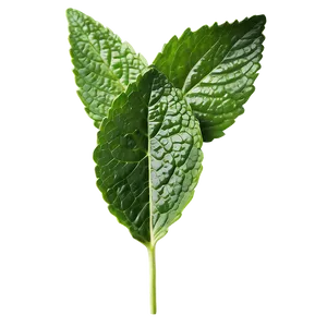 Realistic Mint Leaf Png 54 PNG Image