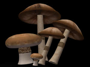 Realistic Mushroomson Black Background PNG image with transparent background