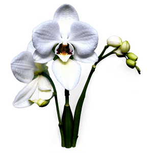 Realistic Orchid PNG coy72 PNG