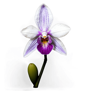 Realistic Orchid PNG oac PNG