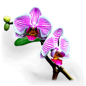 Realistic Orchid PNG qga65 PNG