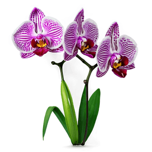 Realistic Orchid PNG yuk PNG