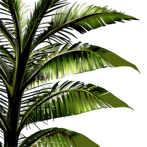 Realistic Palm Leaves PNG 13 PNG image with transparent background