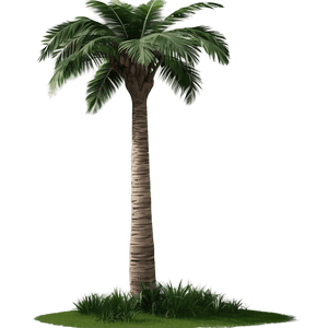 Realistic Palm Tree PNG 82 PNG image with transparent background