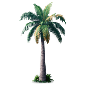 Realistic Palm Tree PNG ctq PNG image with transparent background