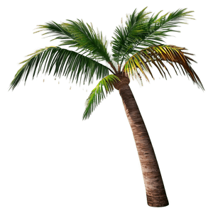 Realistic Palm Tree PNG xsn92 PNG image with transparent background