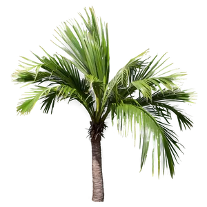 Realistic Palmera Branch Png 06262024 PNG Image