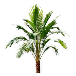 Realistic Palmera Branch Png Jfb PNG Image