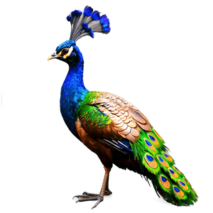 Realistic Peacock Bird PNG 06232024 PNG image with transparent background