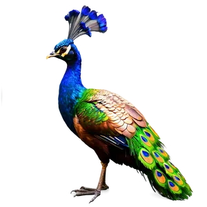 Realistic Peacock Bird Png 06232024 PNG Image