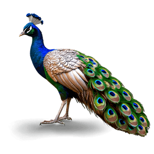 Realistic Peacock Bird PNG ick PNG image with transparent background