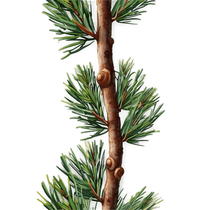 Realistic Pine Branch PNG 87 PNG with transparent background