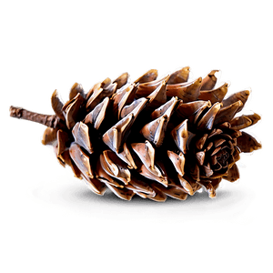 Realistic Pine Cone PNG ijy13 PNG