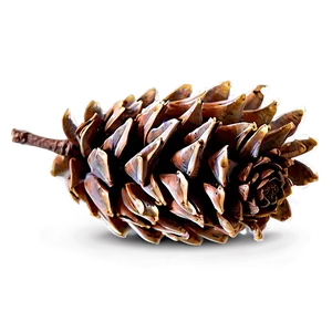 Realistic Pine Cone Png Ijy13 PNG Image