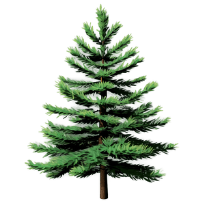 Realistic Pine Trees PNG 05252024 PNG