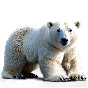 Realistic Polar Bear PNG omu PNG image with transparent background
