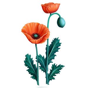 Realistic Poppy Drawing PNG 06112024 PNG image with transparent background