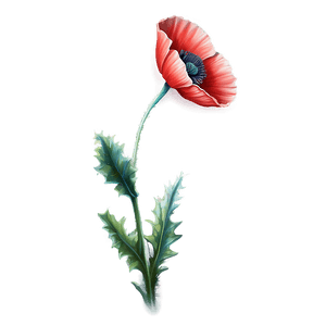 Realistic Poppy Drawing PNG 99 PNG image with transparent background