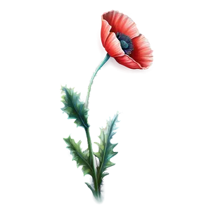 Realistic Poppy Drawing Png 99 PNG Image