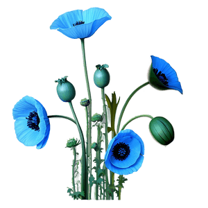 Realistic Poppy Drawing PNG bqc PNG image with transparent background