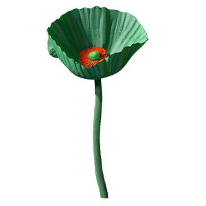 Realistic Poppy Drawing PNG ruv PNG image with transparent background