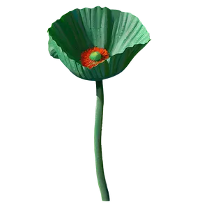 Realistic Poppy Drawing Png Ruv PNG Image