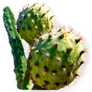 Realistic Prickly Pear Png Hel PNG Image