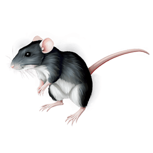 Realistic Rat Illustration PNG 05042024 PNG image with transparent background