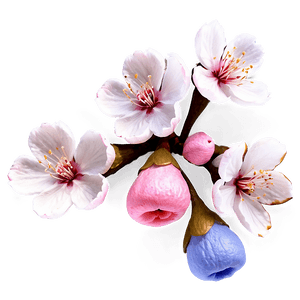 Realistic Sakura Blossom PNG 28 PNG