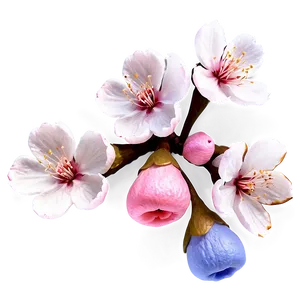 Realistic Sakura Blossom Png 28 PNG Image